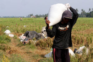 Panen Padi Perdana Sukadiri - Panji 4.jpg