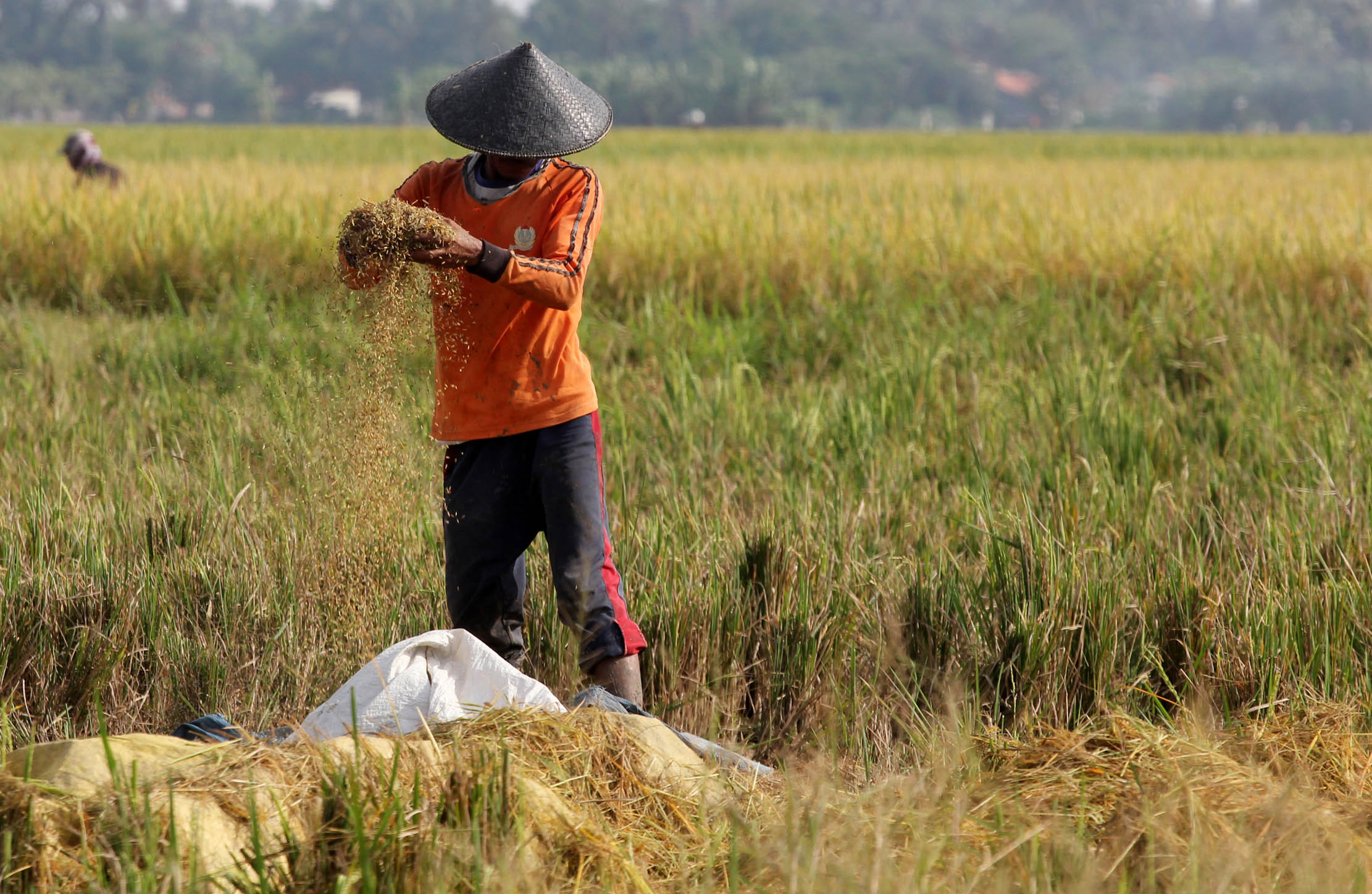 Namapak petani di Desa Sukadiri Kecamatan Sukadiri Kabupaten Tangerang melakukan panen padi perdana tahun ini, Senin 14 Februari 2022. Foto : Panji Asmoro/TrenAsia