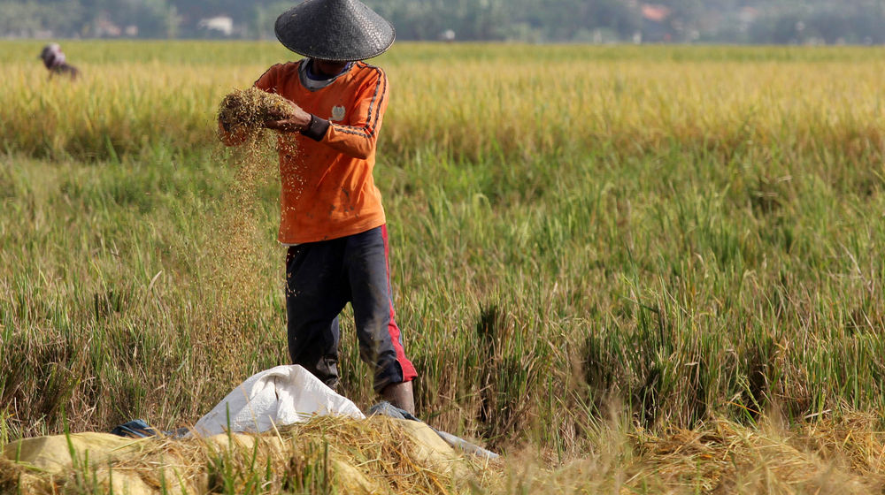 Panen Padi Perdana Sukadiri - Panji 3.jpg