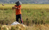 Panen Padi Perdana Sukadiri - Panji 3.jpg