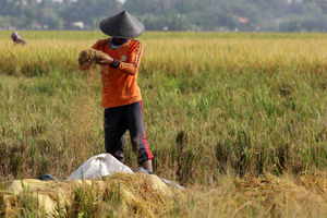 Panen Padi Perdana Sukadiri - Panji 3.jpg