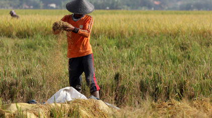 Panen Padi Perdana Sukadiri - Panji 3.jpg