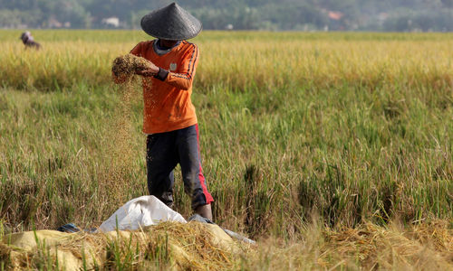 Namapak petani di Desa Sukadiri Kecamatan Sukadiri Kabupaten Tangerang melakukan panen padi perdana tahun ini, Senin 14 Februari 2022. Foto : Panji Asmoro/TrenAsia