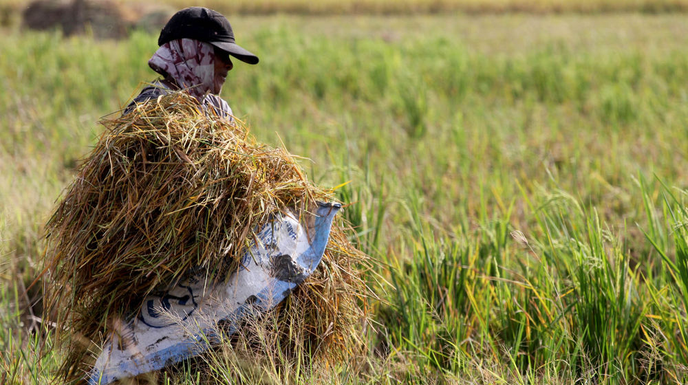 Panen Padi Perdana Sukadiri - Panji 5.jpg