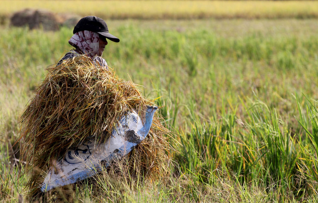 Namapak petani di Desa Sukadiri Kecamatan Sukadiri Kabupaten Tangerang melakukan panen padi perdana tahun ini, Senin 14 Februari 2022. Foto : Panji Asmoro/TrenAsia