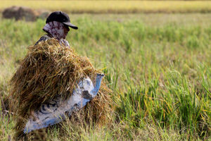 Panen Padi Perdana Sukadiri - Panji 5.jpg