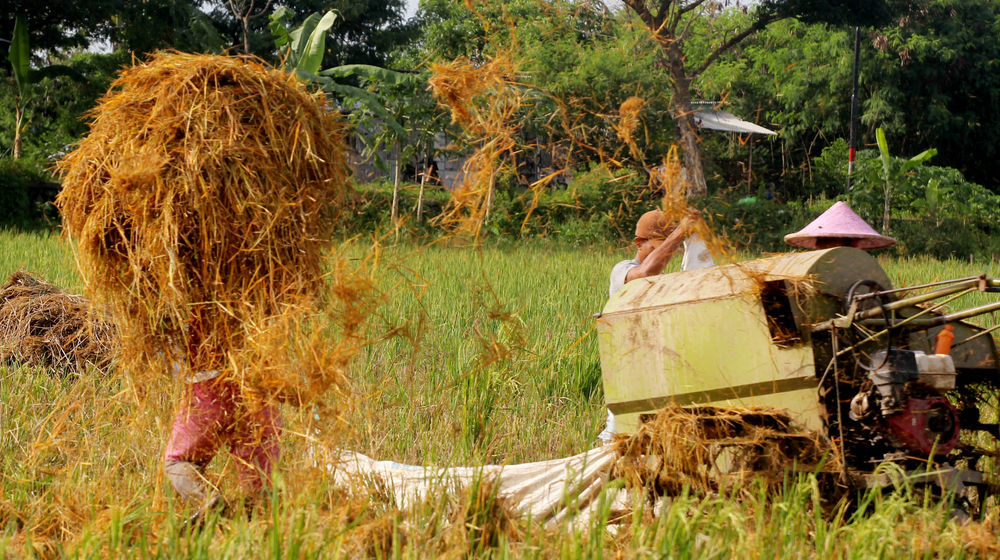 Panen Padi Perdana Sukadiri - Panji 6.jpg