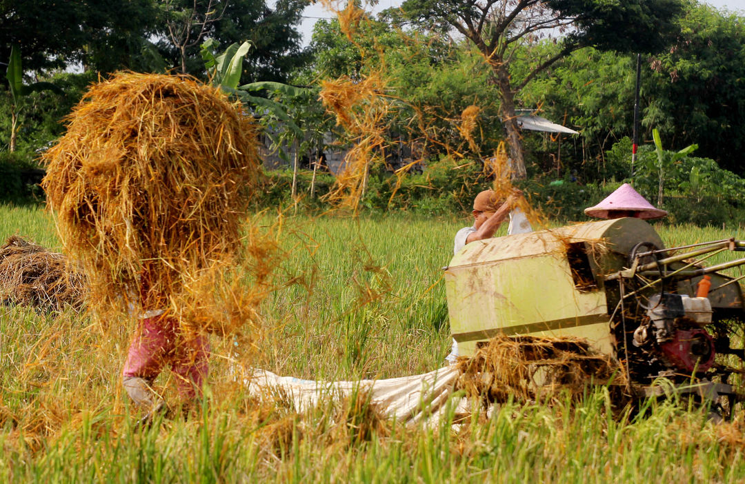 Namapak petani di Desa Sukadiri Kecamatan Sukadiri Kabupaten Tangerang melakukan panen padi perdana tahun ini, Senin 14 Februari 2022. Foto : Panji Asmoro/TrenAsia