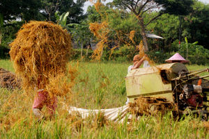 Panen Padi Perdana Sukadiri - Panji 6.jpg