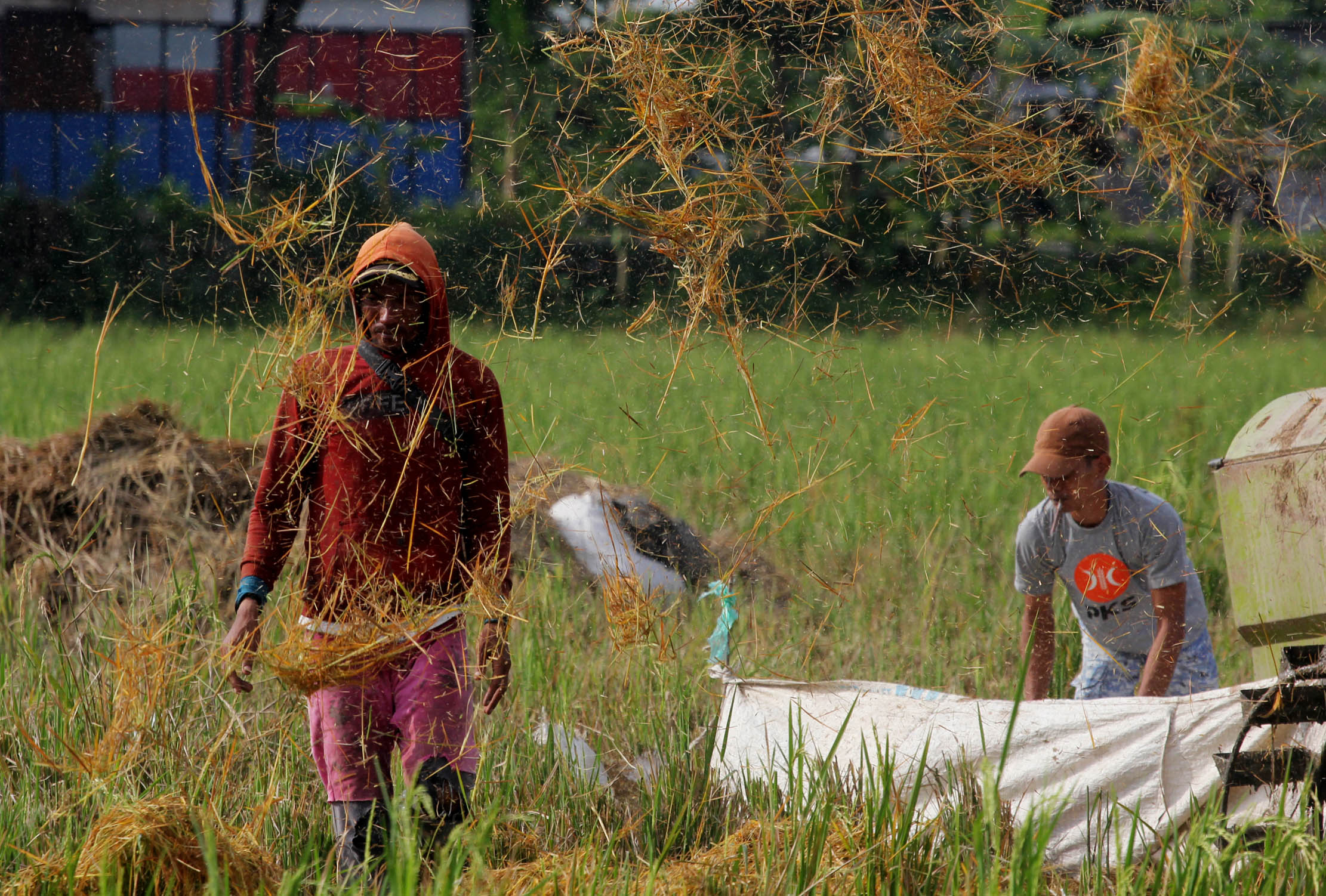 Namapak petani di Desa Sukadiri Kecamatan Sukadiri Kabupaten Tangerang melakukan panen padi perdana tahun ini, Senin 14 Februari 2022. Foto : Panji Asmoro/TrenAsia