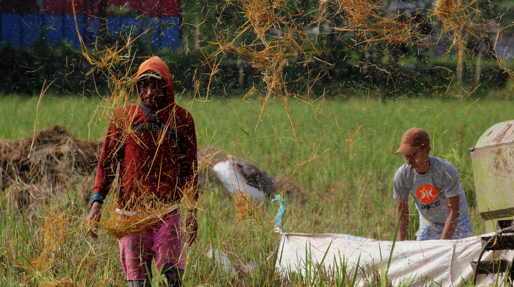 Panen Padi Perdana Sukadiri - Panji 1.jpg