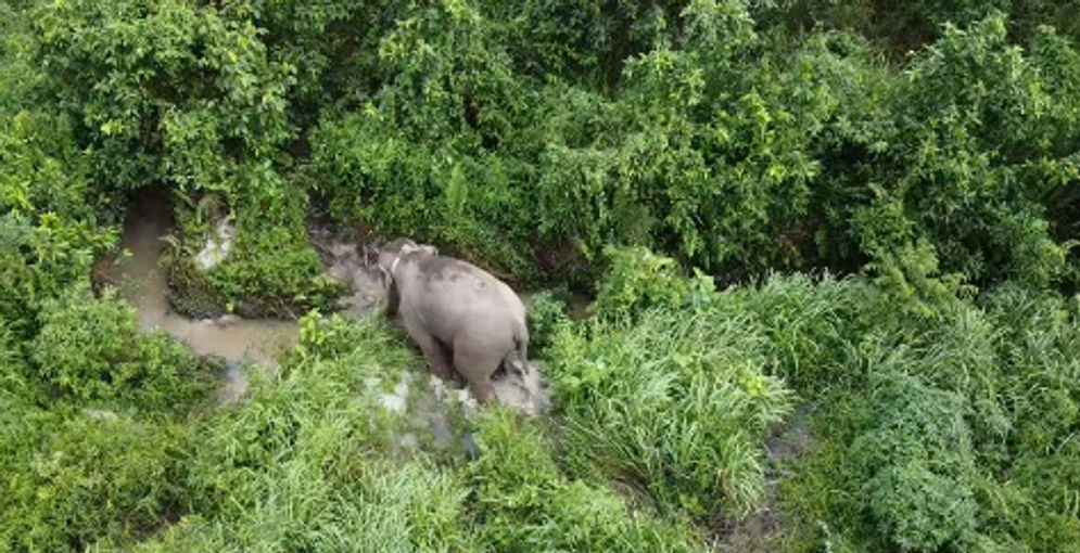 Gajah Condet dipantau BBKSDA Riau