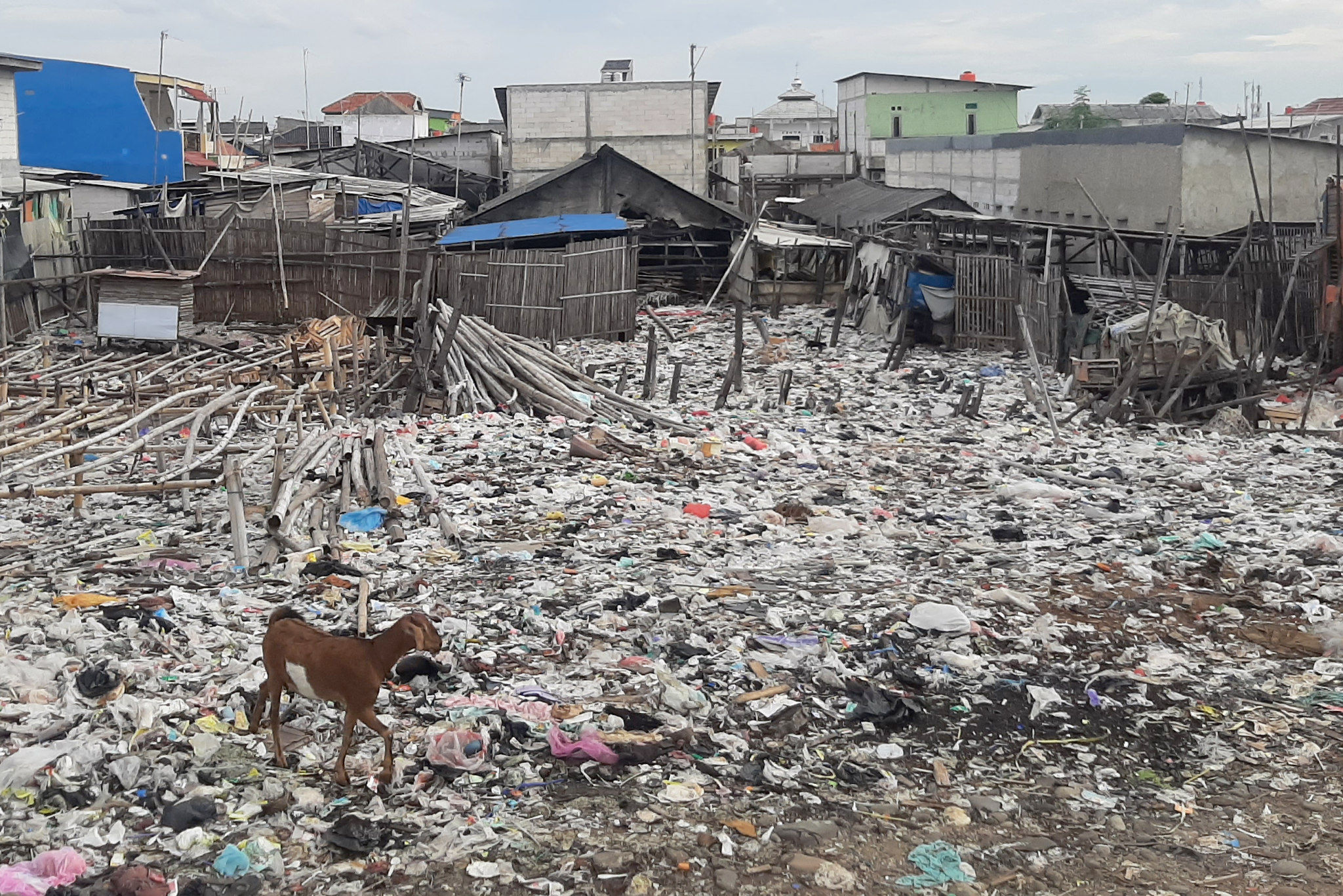 Hewan ternak mencari makanan diantara sampah yang menyebar di halaman perkampungan nelayan kawasan Kalibaru, Cilincing, Jakarta Utara. Foto: Ismail Pohan/TrenAsia