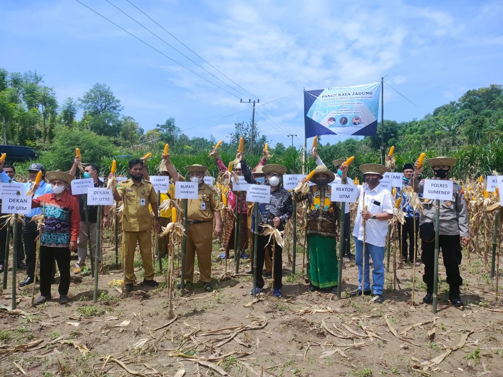 panen jagung BI.jpg
