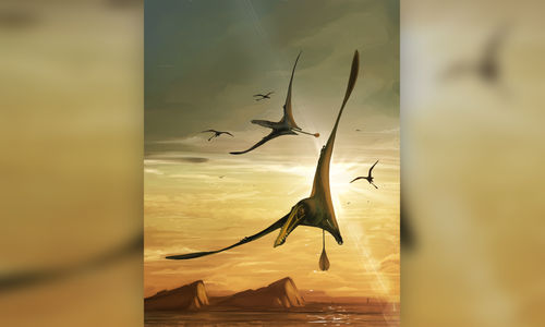 Pterosaurus.jpg