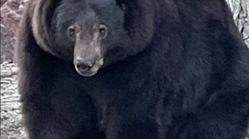 Screenshot 2022-02-24 at 14-55-32 _123355548_273225536_5387239747969927_3174953441515970260_n jpg (JPEG Image, 976 × 976 pi[...].png