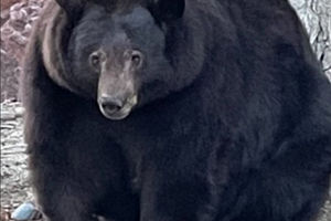 Screenshot 2022-02-24 at 14-55-32 _123355548_273225536_5387239747969927_3174953441515970260_n jpg (JPEG Image, 976 × 976 pi[...].png