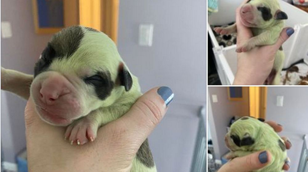 Screenshot 2022-03-05 at 10-28-01 Audra Rhys.png