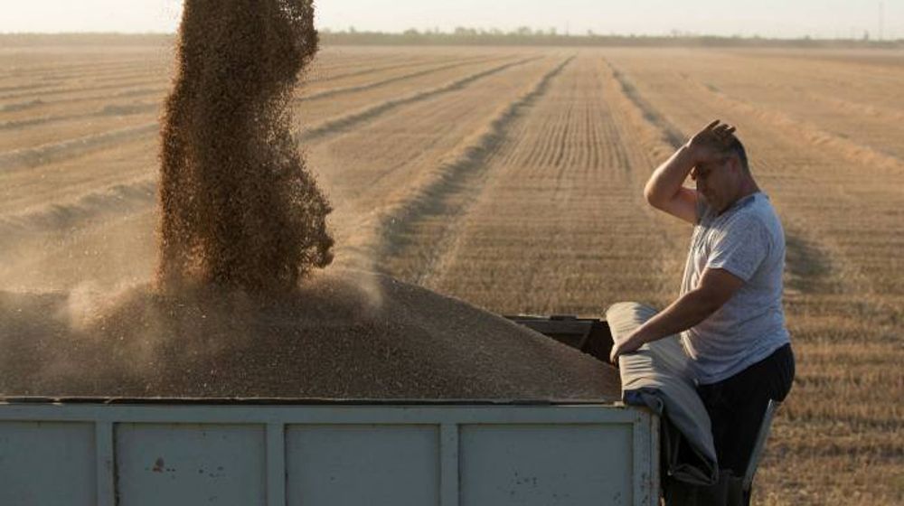 Kenaikan harga gandum, akibat perang Rusia dan Ukraina.jpg