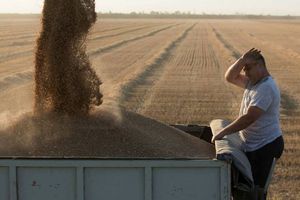 Kenaikan harga gandum, akibat perang Rusia dan Ukraina.jpg