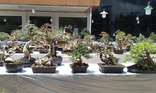 bonsai.jpg