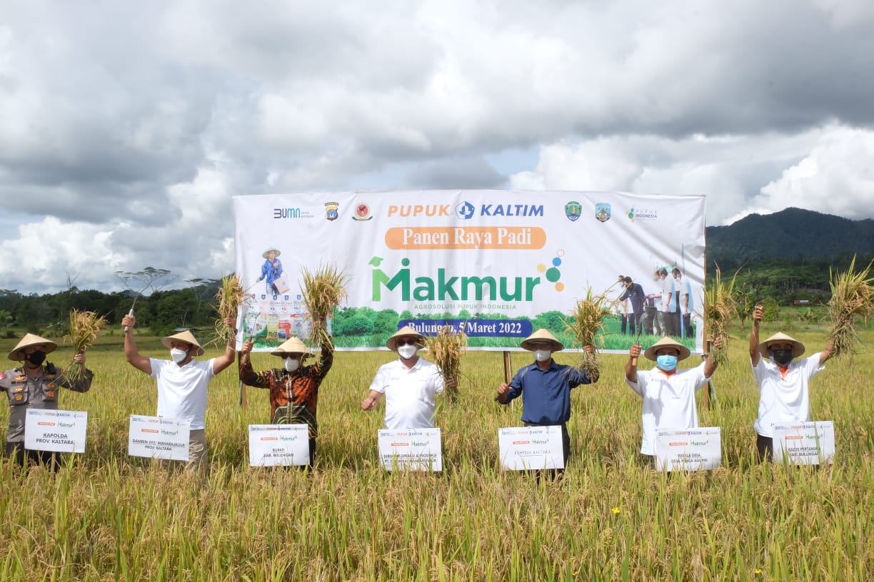 Program Makmur PKT Tingkatkan Produktivitas Padi Bulungan Hingga 150 Persen