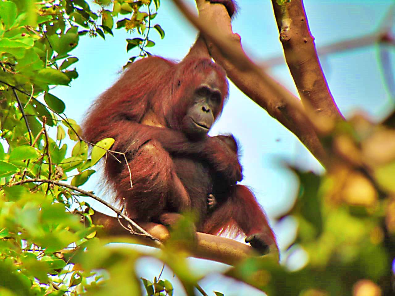 30 Jenis Primata di Indonesia Terancam Punah pada 2050