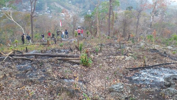 Pengelolaan Hutan Bowosie, BPOLBF Akan Lebih Banyak Menanam daripada Menebang