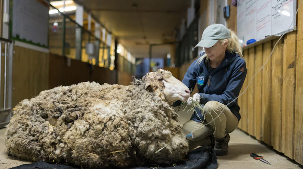 Screenshot 2022-03-19 at 10-47-13 ad7e54fc6bdfbd87d4a77894a768b9f9 (WEBP Image 862 × 575 pixels) — Scaled (98%).png