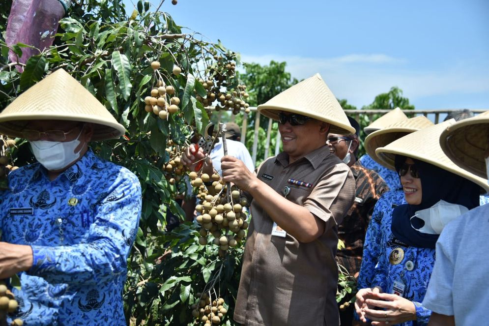 19 mar kelengkeng kebumen.jpg