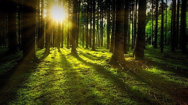 <p>Peringatan Hari Hutan Sedunia &#8211; Image by jplenio from Pixabay </p>
