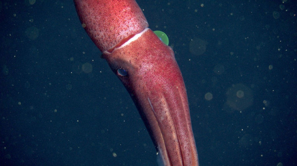 Screenshot 2022-04-01 at 21-46-27 2022_Histioteuthis_heteropsis_D1417_01-960.jpg (JPEG Image 960 × 540 pixels).png