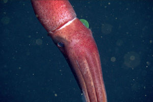 Screenshot 2022-04-01 at 21-46-27 2022_Histioteuthis_heteropsis_D1417_01-960.jpg (JPEG Image 960 × 540 pixels).png