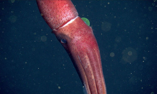 Screenshot 2022-04-01 at 21-46-27 2022_Histioteuthis_heteropsis_D1417_01-960.jpg (JPEG Image 960 × 540 pixels).png