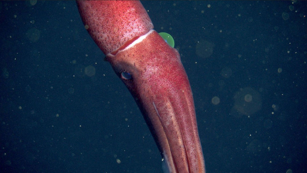 Seekor cumi-cumi unik yang mirip buah stroberi dan matanya yang memiliki ukuran berbeda ditemukan di kedalaman laut lepas pantai California, AS.