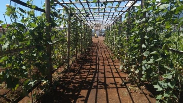 Tanaman Hortikultura dari Program Simantri Masih Berkontribusi untuk Kebutuhan Pasar di Manggarai