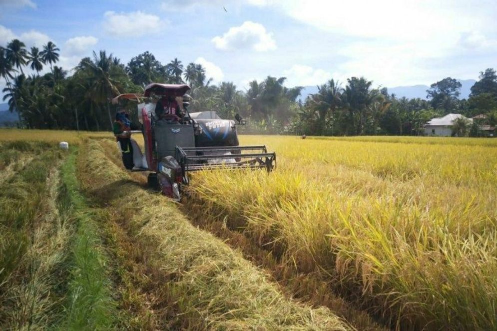 Ilustrasi hasil pertanian Lampung.