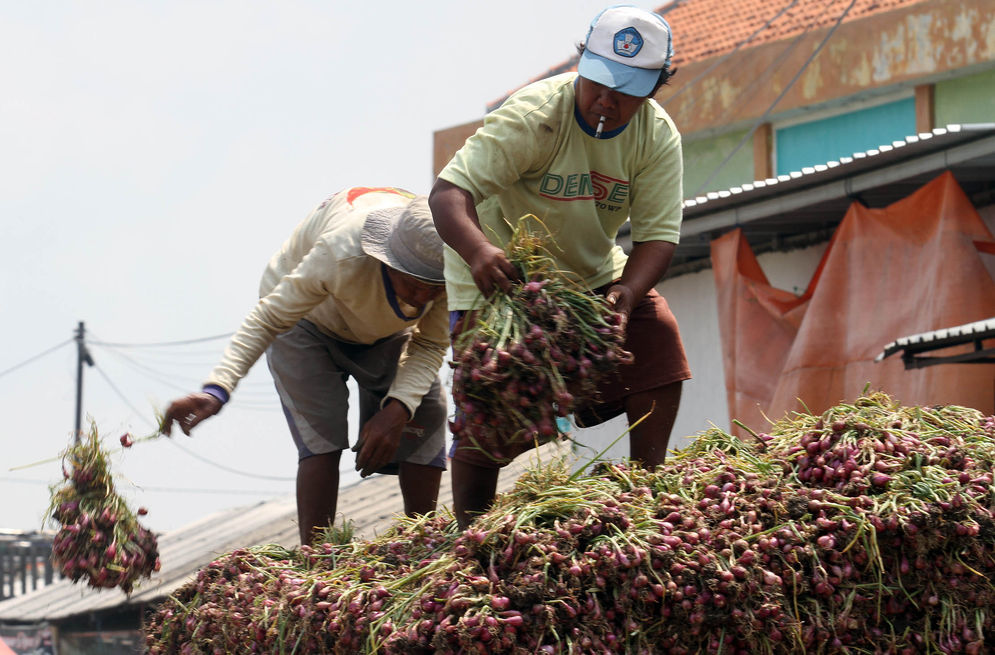 Petani Bawang Brebes - Panji 1.jpg