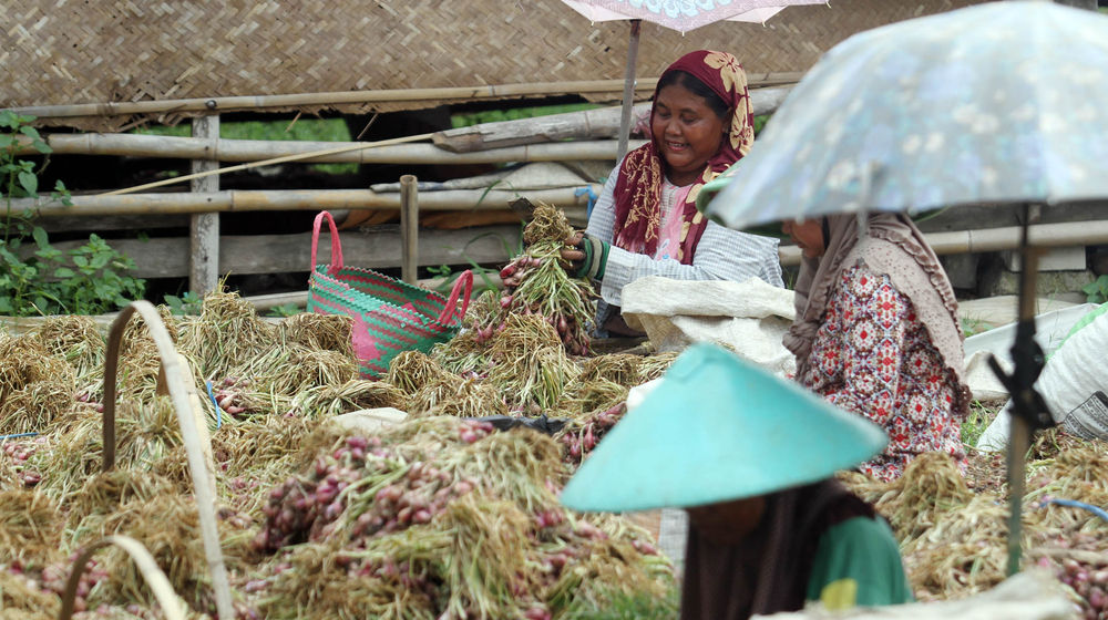 Petani Bawang Brebes - Panji 6.jpg