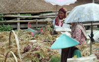 Nampak buruh tengah memilah memisahkan bawang merah dan daunnya di kawasan Desa Kaliwlingi Kabupaten Brebes, Minggu 17 April 2022. Foto : Panji Asmoro/TrenAsia