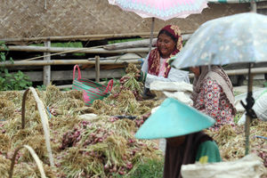 Petani Bawang Brebes - Panji 6.jpg