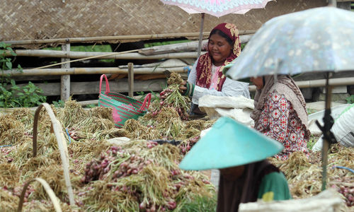 Petani Bawang Brebes - Panji 6.jpg