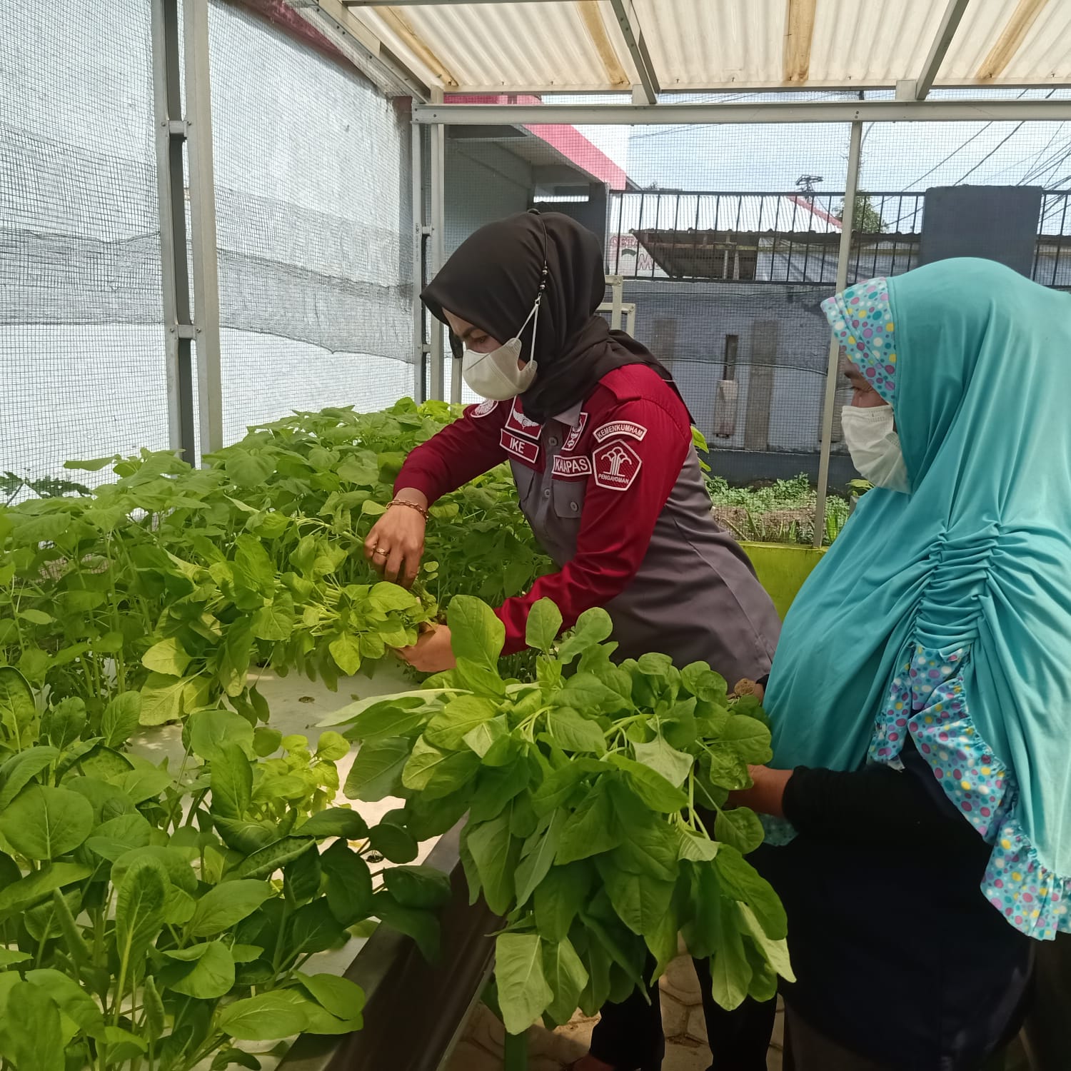 Penghuni Lapas Perempuan Palembang Dukung Ketahanan Pangan Dan Program