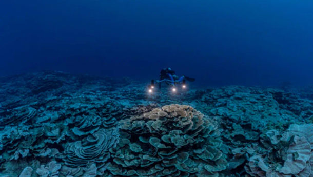 10 Mahluk Aneh yang di Laut Kita