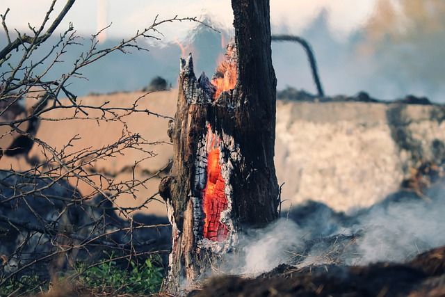 <p>Alat pendeteksi kebakaran hutan &#8211; Image by Manfred Richter from Pixabay </p>
