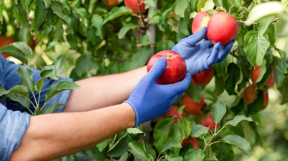 Penerapan Sistem Pertanian Modern