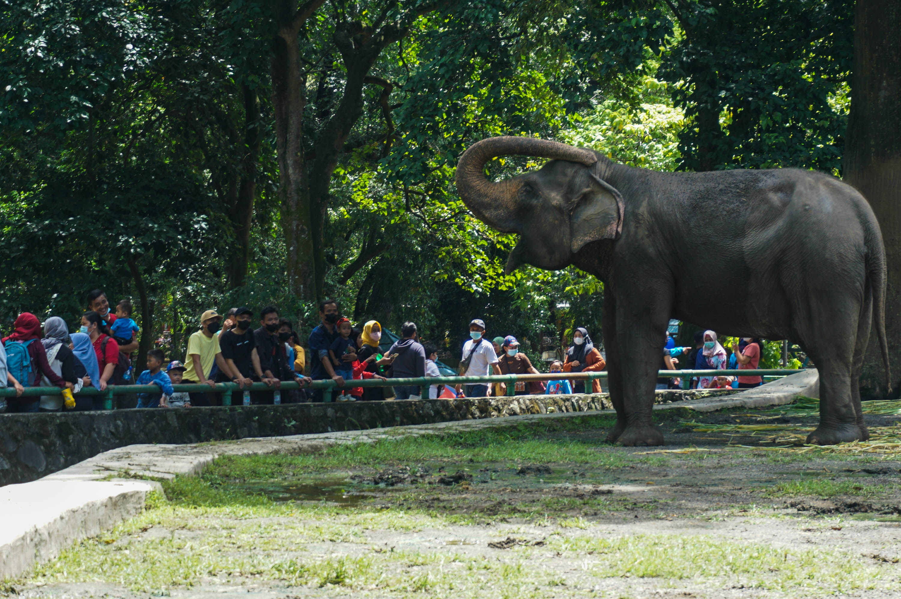 Pengunjung mengamati satwa Gajah saat menikmati libur lebaran di Taman Margasatwa Ragunan, Jakarta, Selasa, 3 Mei 2022. Foto: Ismail Pohan/TrenAsia
