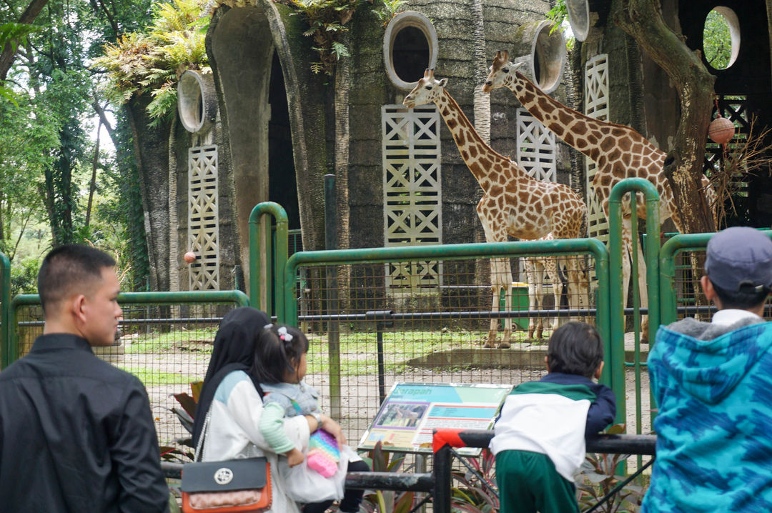 Pengunjung mengamati satwa Jerapah saat menikmati libur lebaran di Taman Margasatwa Ragunan, Jakarta, Selasa, 3 Mei 2022. Foto: Ismail Pohan/TrenAsia