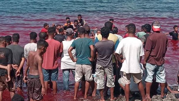 Mamalia Paus Sepanjang 10 Meter Ditemukan Mati Terdampar di Pantai Riangkaha, Flotim