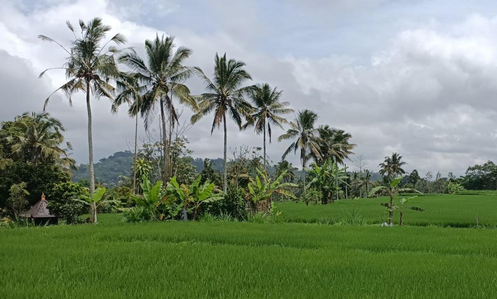Petani Bali.jpeg